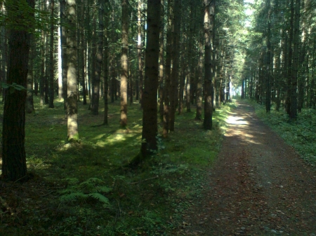 Waldgrundstück in Schwabegg - VERKAUFT - 